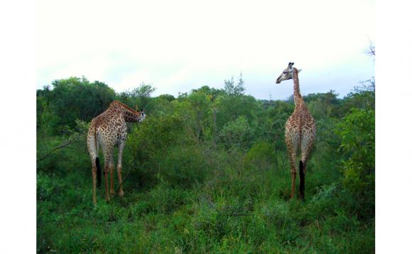 南アフリカの動物もっと知りたい　１週間いつでも視聴プラン　「ハテナの泉」クルーガー国立公園　ゾウ・インパラ・ミーアキャット編