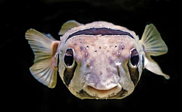 オーストラリアのお魚もっと知りたい　１週間いつでも視聴プラン　「ハテナの泉」ケアンズ水族館　