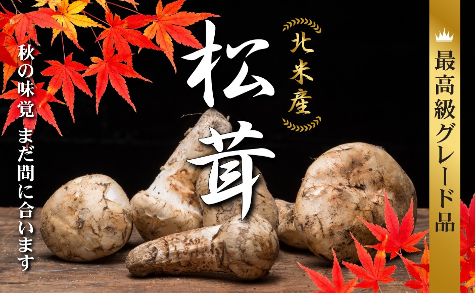 新鮮マツタケ 世界最大級の松茸産地直送！元プロが届ける「生松茸〈極〉」第二弾