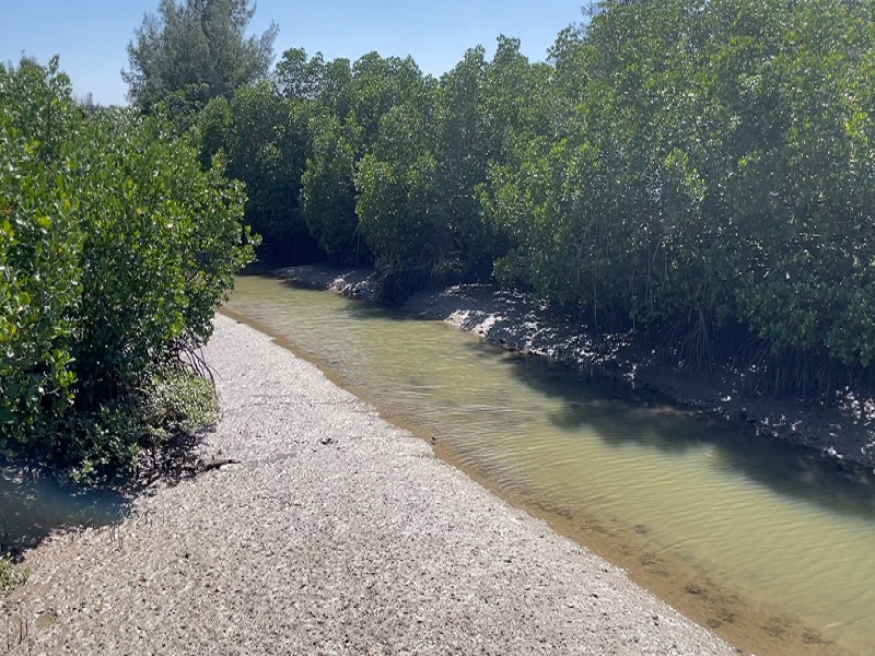 <span class="blue bold">島尻マングローブ公園</span>
<br/>宮古諸島の最大の群生で、遊歩道から見学も可能