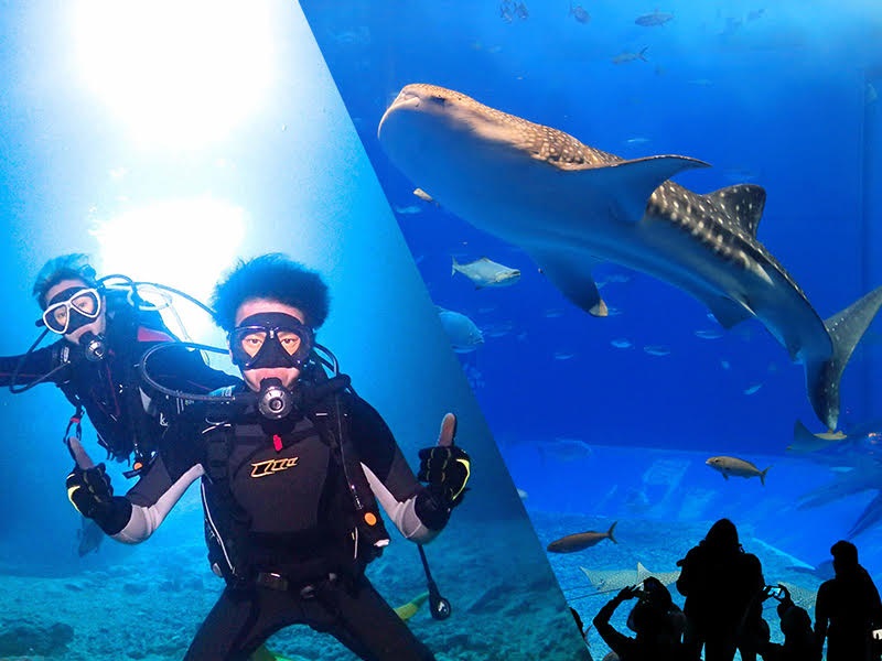 大人・小人<span class="biggest pink bold">12,080</span>円～　