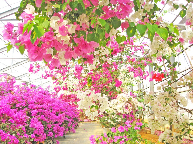 <span class="biggest bold">＊催行日＊<br>火・木・土曜日</span>