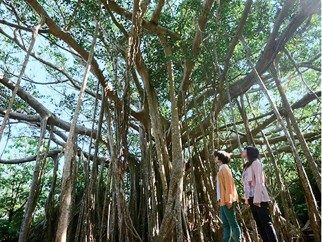 <span class="red bold">いざやんばる国立公園へ</span>
<br/>世界自然遺産に登録されたやんばる」絶景＆穴場スポットを巡るを巡る自然満喫コース【Cコース】
<br/>大人<span class="biggest pink bold">11,800</span>円～　
<br/>小人<span class="biggest pink bold">9,800</span>円～
<br/>幼児<span class="biggest pink bold">5,000</span>円～
