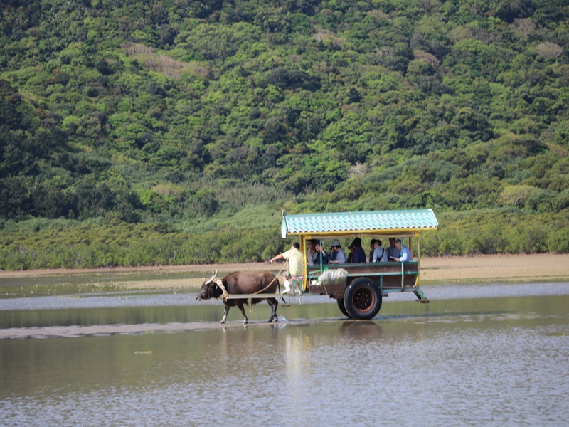 <span class="bigger blue bold">竹富島水牛車観光</span><br/><span class="biggest pink bold">21,800</span>円～　<br/><span class="bigger blue bold">竹富島バス観光</span><br/><span class="biggest pink bold">21,800</span>円～　