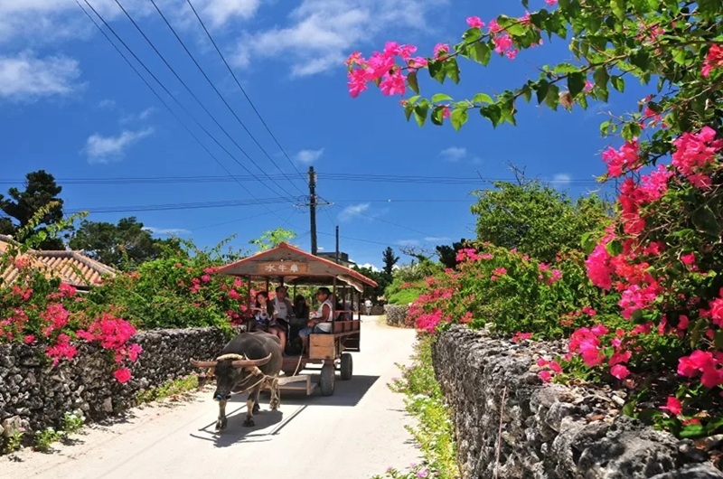 往復乗船券＋水牛車<br/>大人<span class="biggest pink bold">5,200</span>円～　<br/>小人<span class="biggest pink bold">3,100</span>円～