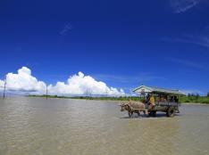 石垣島発／早回りｄｅ西表仲間川・由布コース（昼食付） 