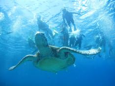 那覇発／慶良間諸島1日シュノーケリングツアー 