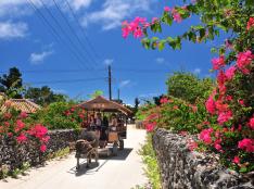 石垣島発／竹富島エンジョイ水牛車プラン 