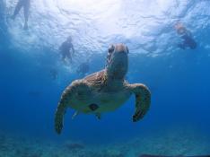マンタorウミガメシュノーケリング(午後・半日コース・2名様以上で参加) 