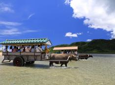 石垣島発／西表島 仲間川＆由布島 早回り観光《13:00出発コース》 