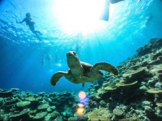 サンゴの欠片でできた「奇跡の島」でウミガメと！バラス島ボートシュノーケリング【写真データ無料】 
