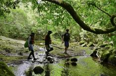 西表島ちょっぴりジャングル探検と由布島＋竹富観光 ※竹富島では水牛車観光など選べる滞在（昼食付） 