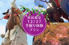 【☆12月27日開催☆】沖縄県在住者限定！制限時間40分でさつまいも取り放題！芋掘り体験《糸満市開催》 