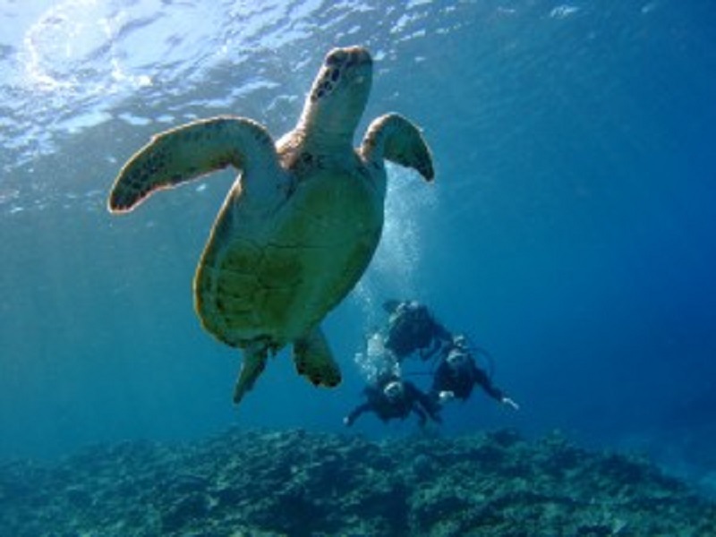 那覇発 ケラマブルーを満喫できる人気コース 3つのポイントをめぐる慶良間ダイビング 1ダイブ シュノーケル ツアー ランチにお弁当付き ウミガメにも会える確立高 那覇市内ホテルの送迎付き H I S Lealeaokinawa 那覇発 ケラマブルーを満喫できる人気コース 3つのポイントをめぐる慶良間ダイビング 1ダイブ シュノーケル ツアー ランチにお弁当付き ウミガメにも会える確立高 那覇市内ホテルの送迎付き H I S Lealeaokinawa