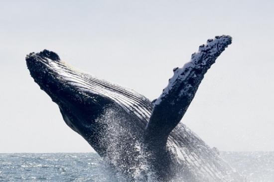 <冬季限定><br>ホエールウォッチング