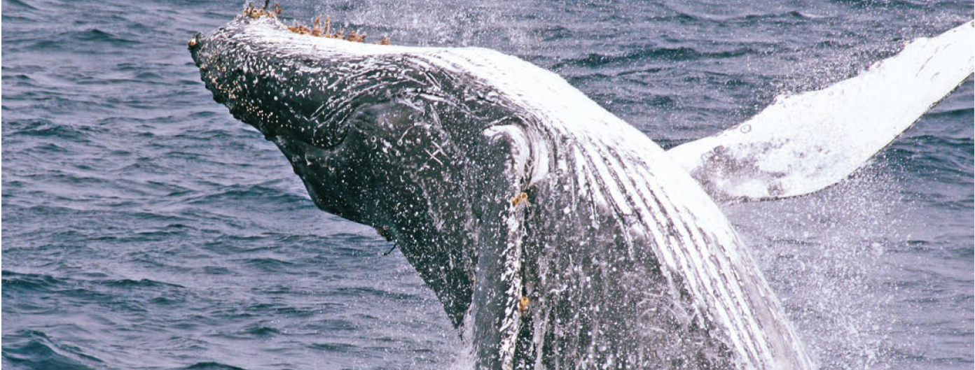 冬季限定ホエールウォッチング