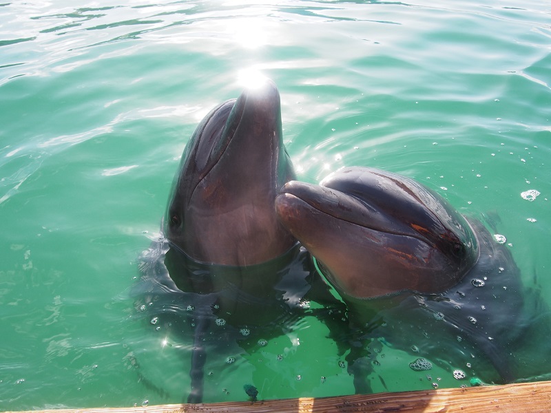 アクティビティ