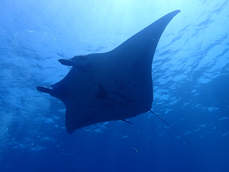 アクティビティ