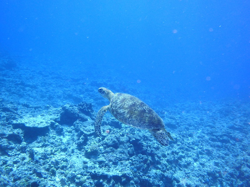 アクティビティ