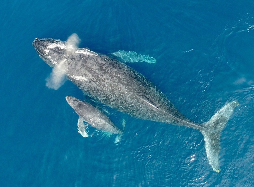 アクティビティ