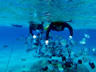 アクティビティ