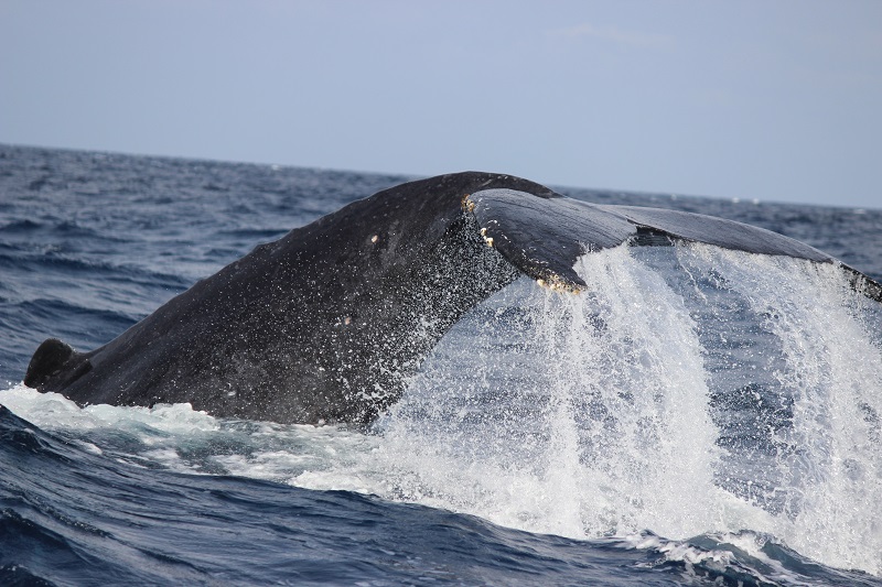 アクティビティ