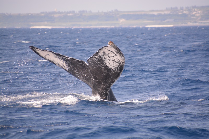 アクティビティ