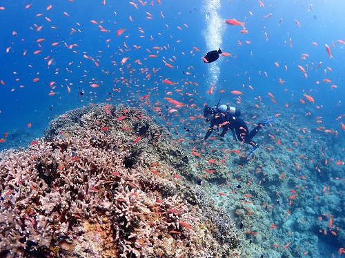 アクティビティ