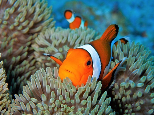 アクティビティ