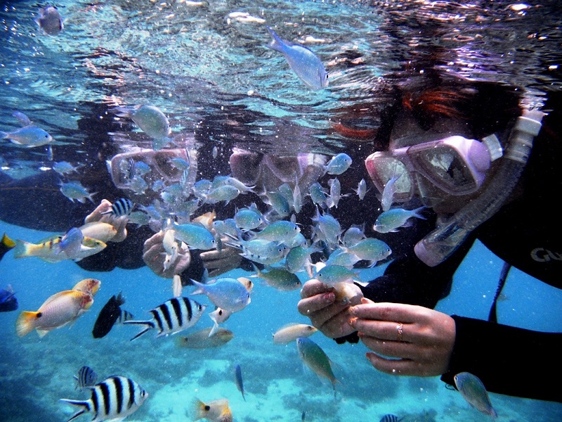 アクティビティ