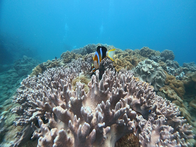 アクティビティ