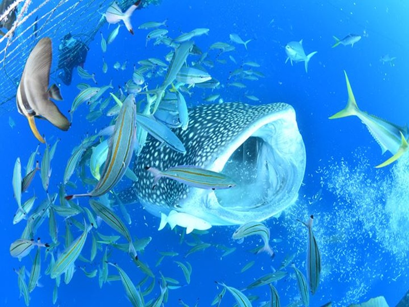 アクティビティ