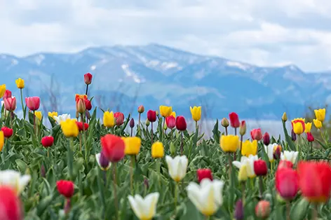 4月の北海道旅行