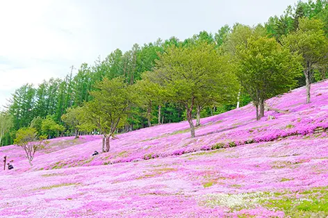4月の北海道旅行