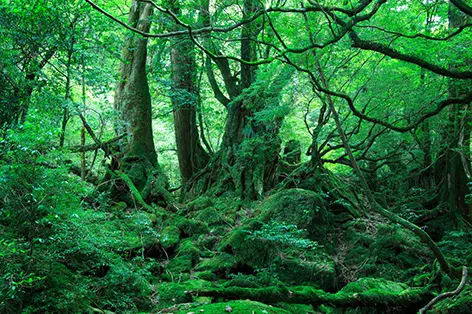 世界遺産