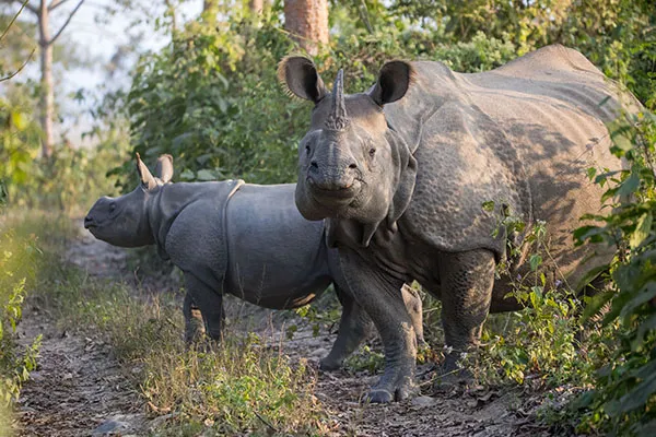 自然と野生動物