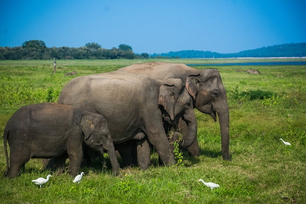 ミンネリア国立公園