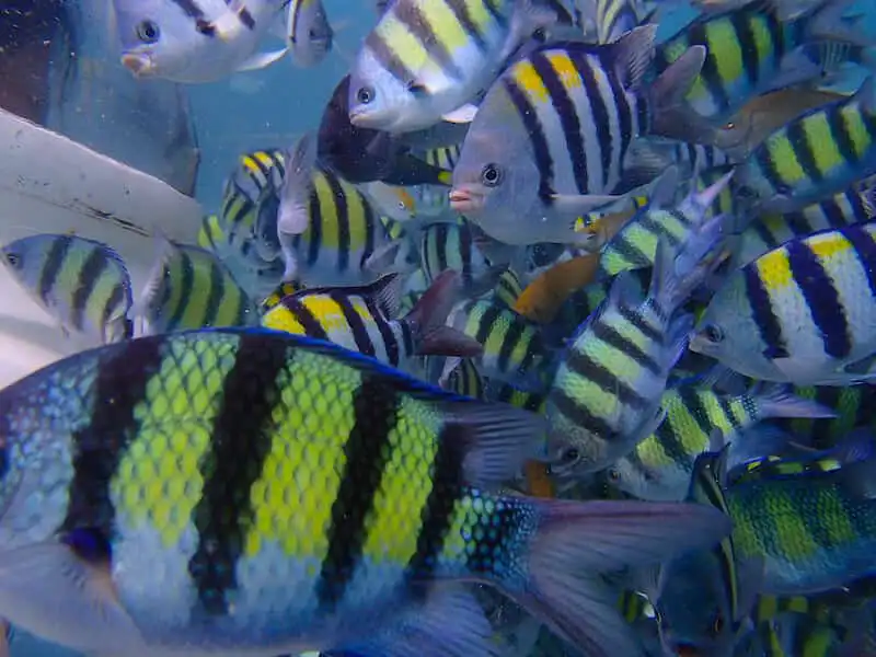 シュノーケリング体験