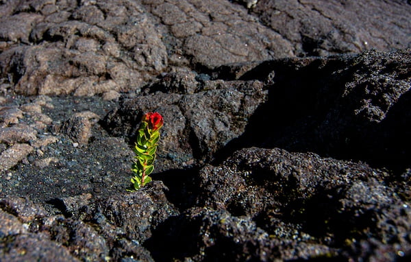 ハワイ島旅行の良いところ