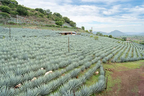 メスカルのふるさと