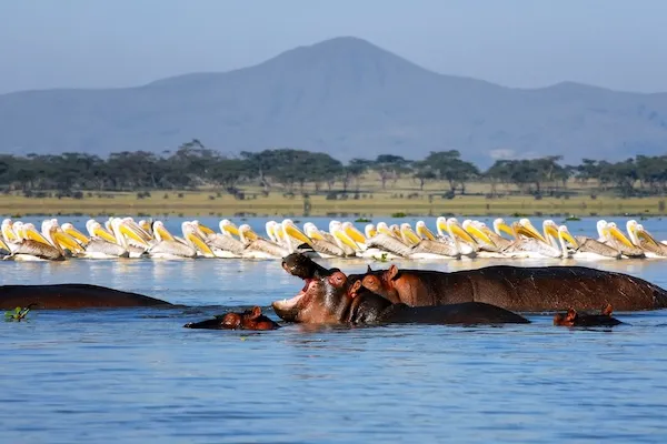 ナイバシャ湖