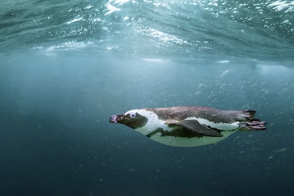 野生のペンギンたちが暮らす海を泳ごう
