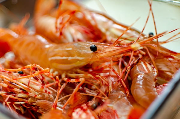 スポットプラウン