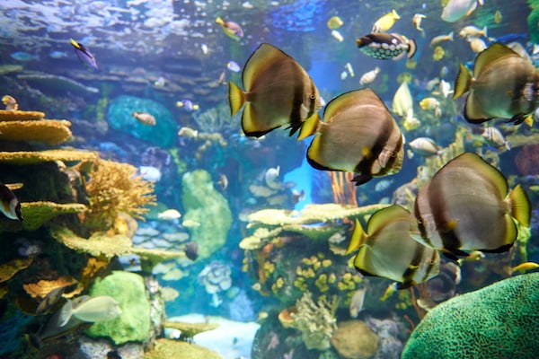 バンクーバー水族館