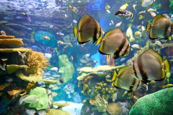 バンクーバー水族館