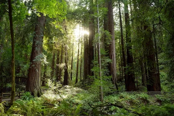 自然とアウトドアを満喫しよう