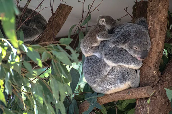 ローンパイン・コアラ・サンクチュアリ
