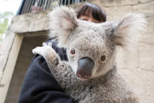 コアラの抱っこをしよう