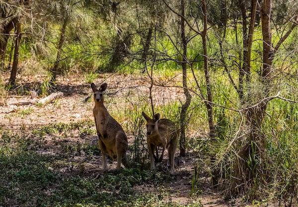 クーンババ湖保護公園
