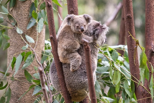 カランビン・ワイルドライフ・サンクチュアリー